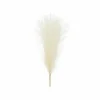 Pampas gress lys krem, 10x45
